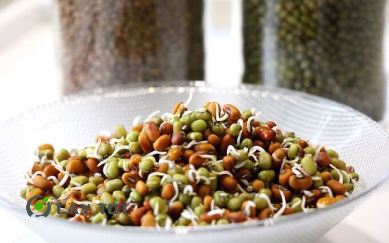 Hạt Giống Rau Mầm Hỗn Hợp