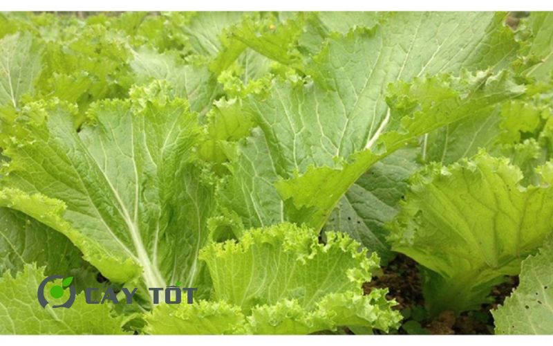 Hạt Giống Cải Bẹ Vàng