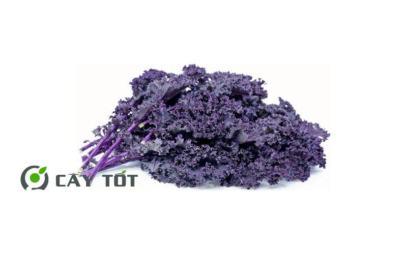 Hạt Giống Cải Xoăn Tím