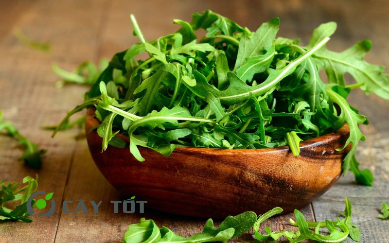 Hạt Giống Cải Rocket