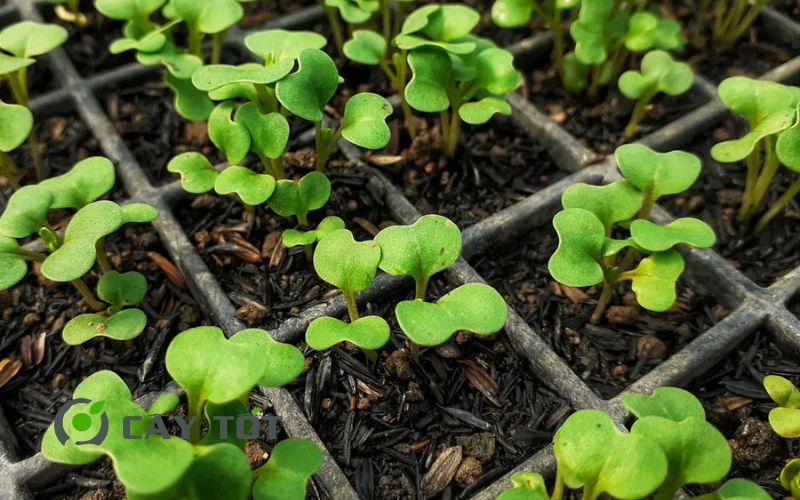 Hạt Giống Cải Mầm Xoăn