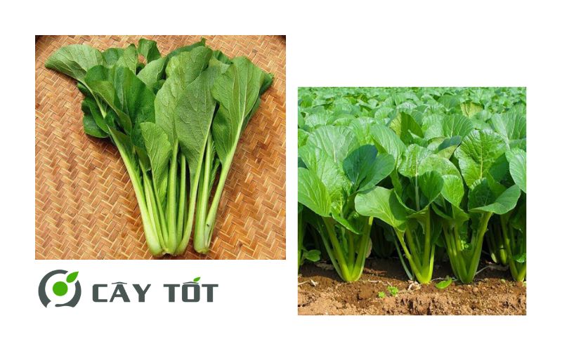 Hạt Giống Cải Ngọt Nhật