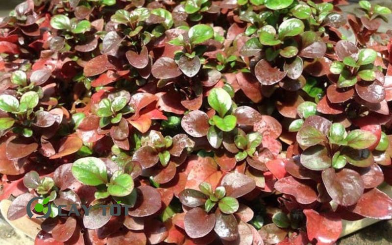 Hạt Giống Rau Dền Nhật