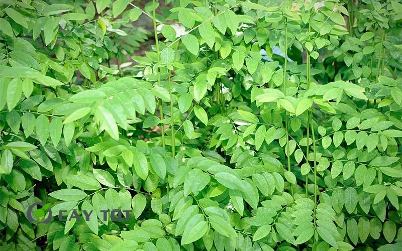 Hạt Giống Rau Ngót Ta