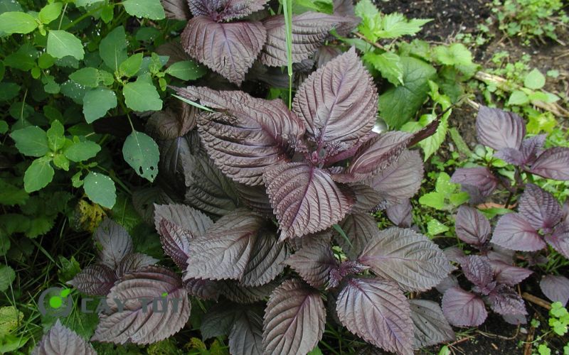 Hạt Giống Rau Thơm Tía