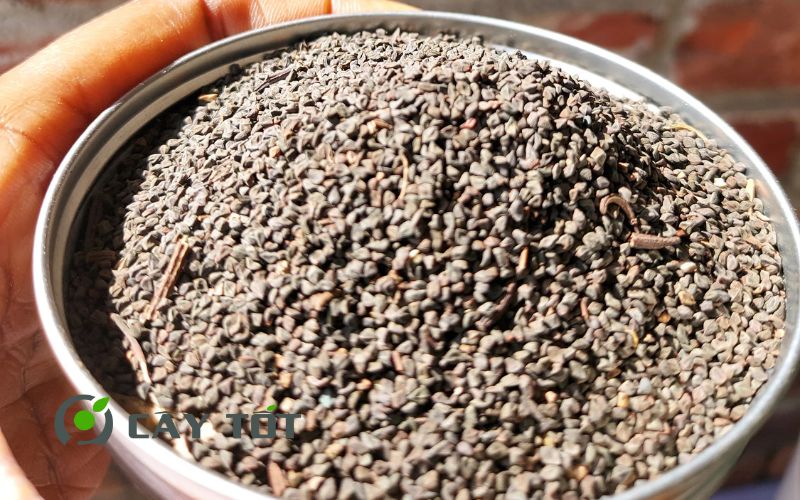 Hạt Giống Rau Đay