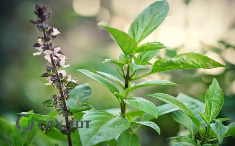 Hạt Giống Rau Thơm Quế