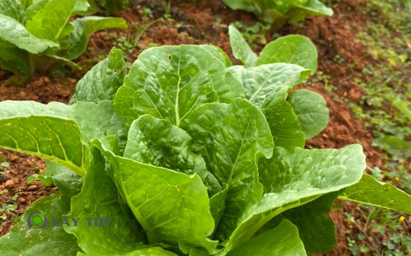Hạt Giống Xà Lách Romaine