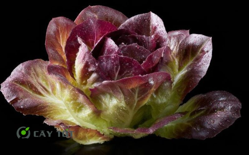 Hạt Giống Xà Lách Tím