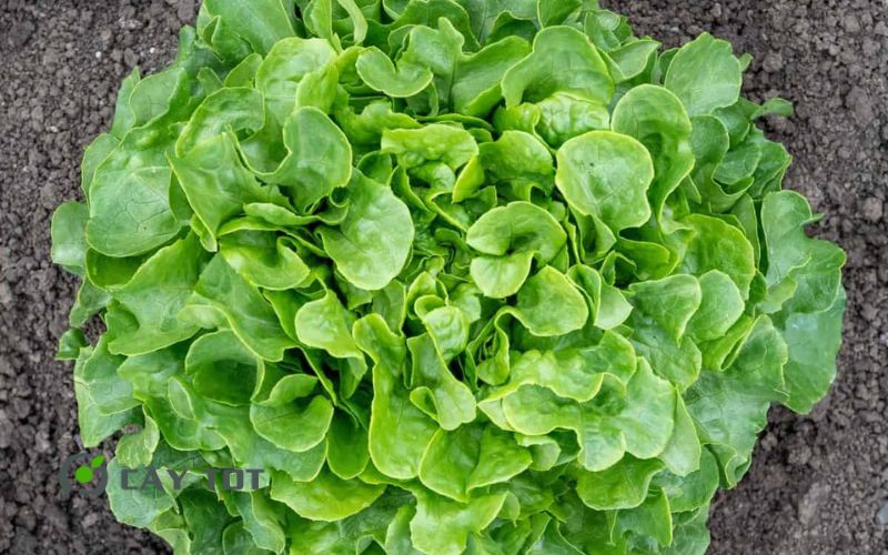 Hạt Giống Xà Lách Mỹ