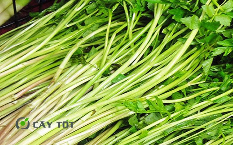 Hạt Giống Rau Cần Ống