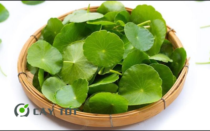 Hạt Giống Rau Má Đà Lạt