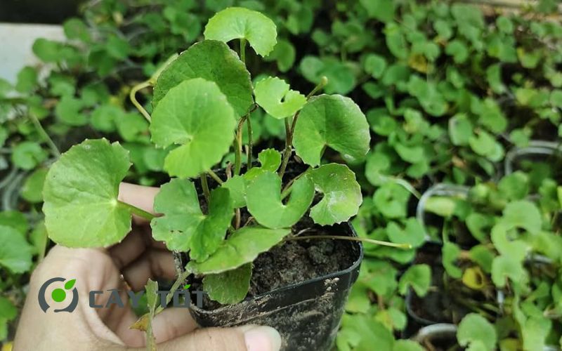 Hạt Giống Rau Má Sữa