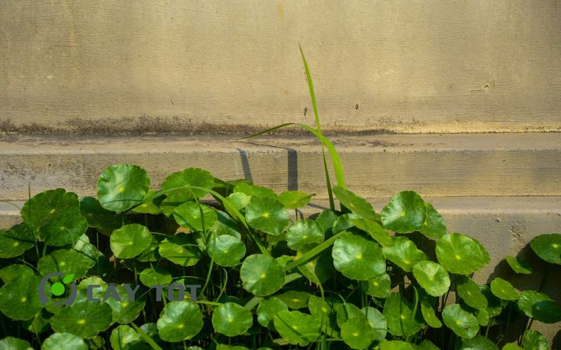 Hạt Giống Rau Má Ruộng
