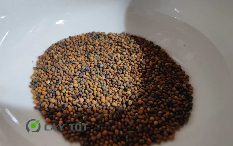 Hạt Giống Rau Má Đỏ