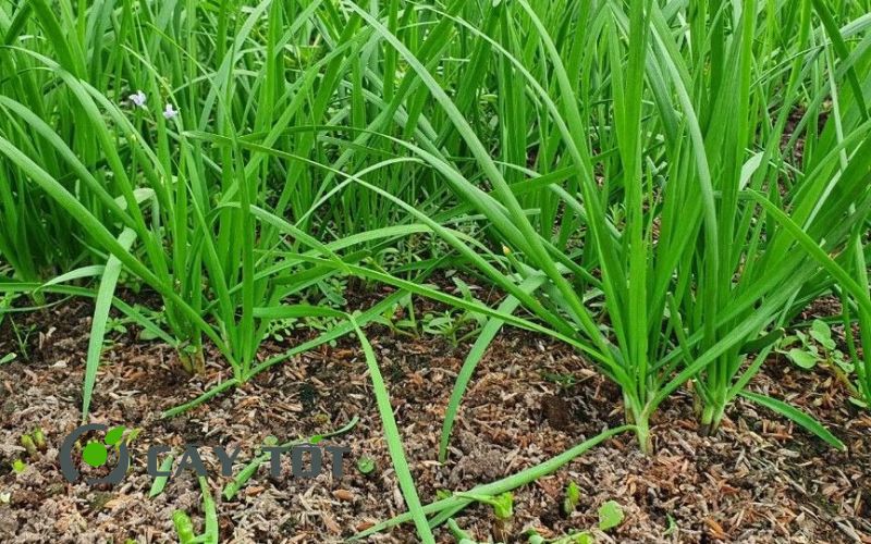 Hạt Giống Hẹ Nhật