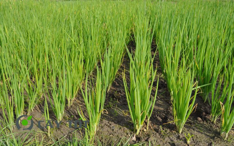 Hạt Giống Hành Lá