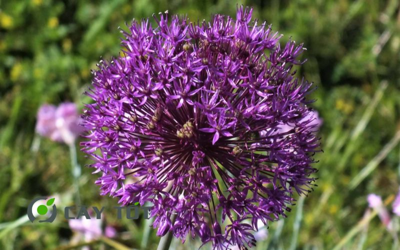 Hạt Giống Hẹ Tím