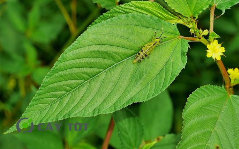 Hạt Giống Rau Đay Trắng