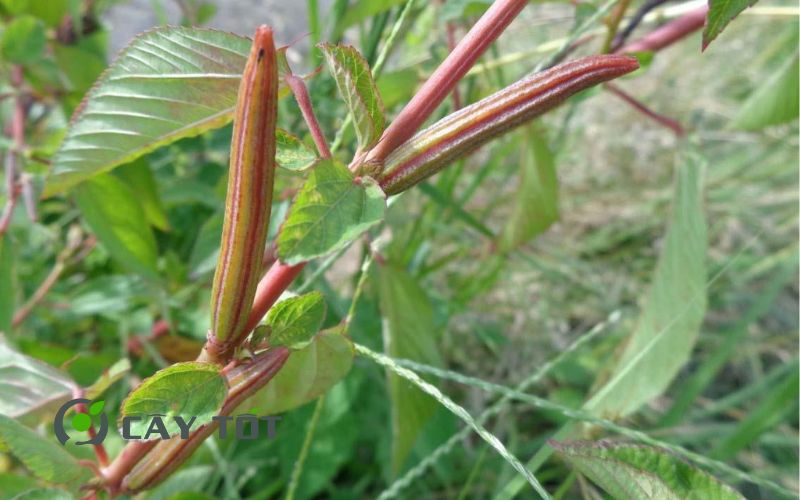 Hạt Giống Rau Đay Đỏ