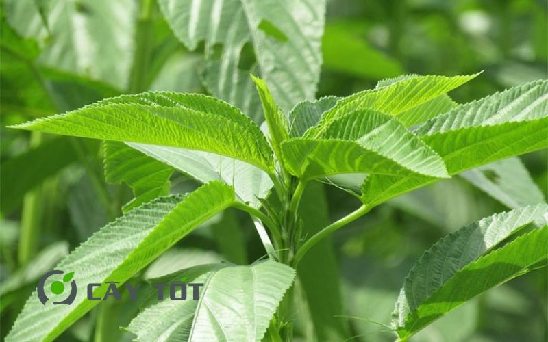 Hạt Giống Rau Đay