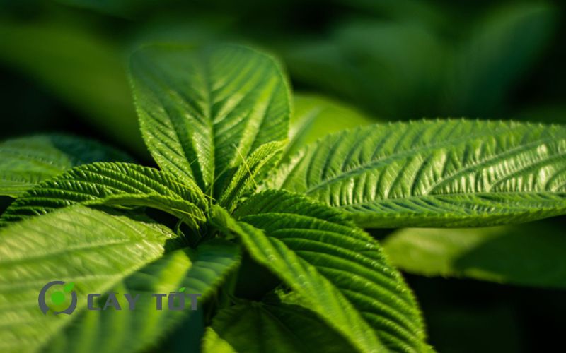 Hạt Giống Rau Đay Cao Sản