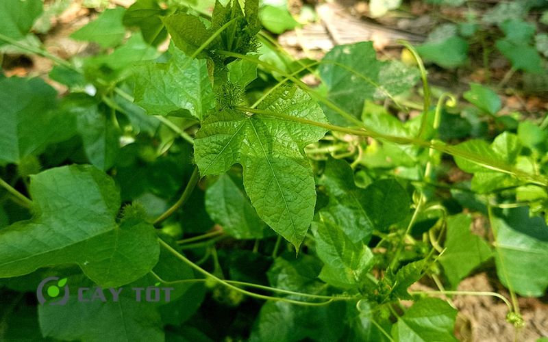 Hạt Giống Rau Tập Tàng