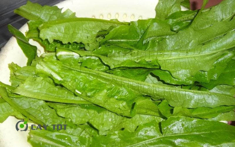 Hạt Giống Rau Diếp Thơm