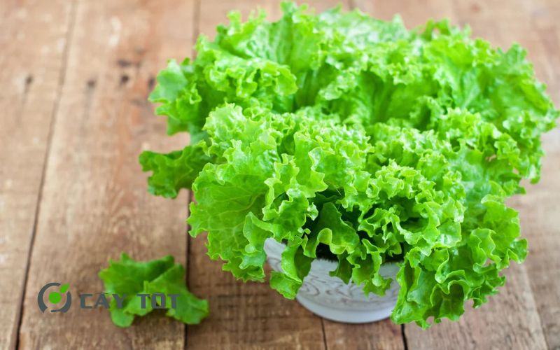 Hạt Giống Diếp Xoăn