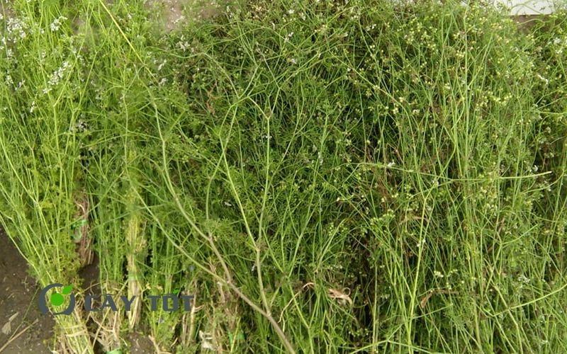 Hạt Giống Rau Mùi Già