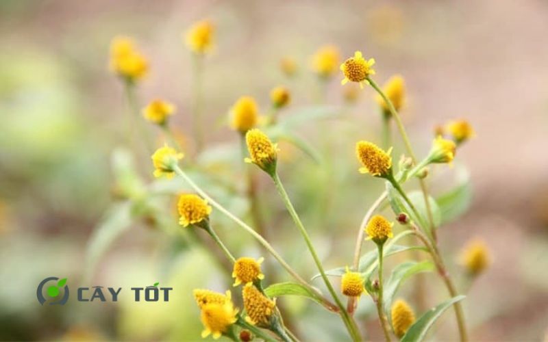 Hạt Giống Rau Cúc Áo