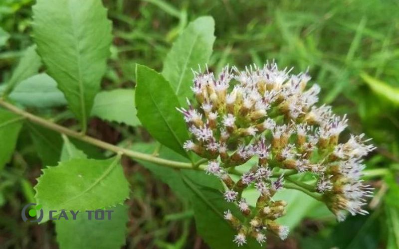 Hạt Giống Rau Cúc Tần