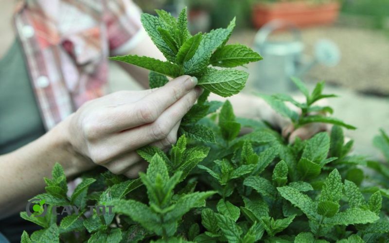 Hạt Giống Húng Lủi Thái