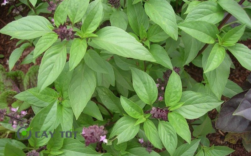 Hạt Giống Rau Thơm Thái