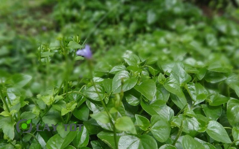 Hạt Giống Rau Càng Cua Đỏ