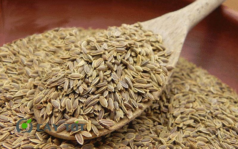 Hạt Giống Thì Là