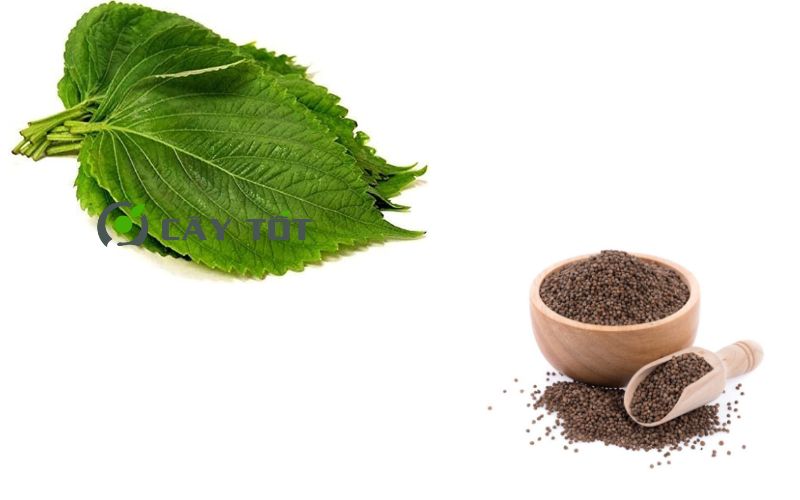 Hạt Giống Tía Tô