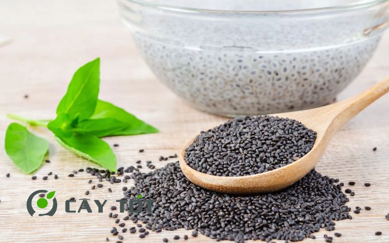 Hạt Giống Rau Húng Quế