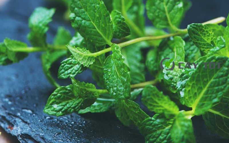 Hạt Giống Rau Húng Lủi