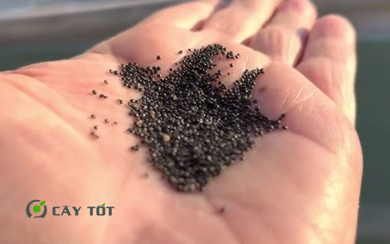 Hạt Giống Rau Húng Cây