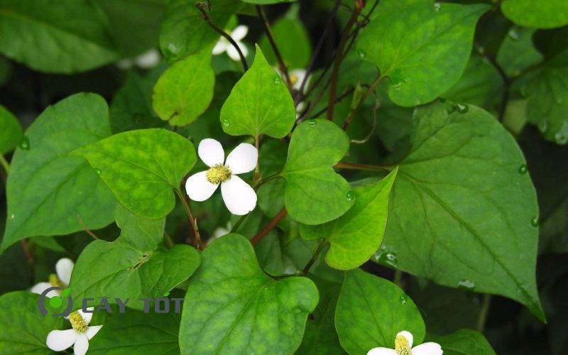 Hạt Giống Diếp Cá