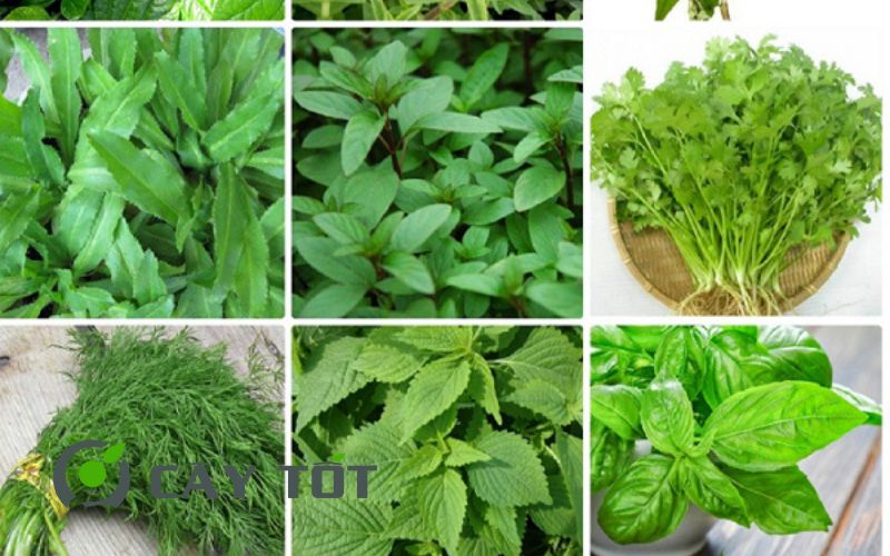 Hạt Giống Rau Thơm Tổng Hợp