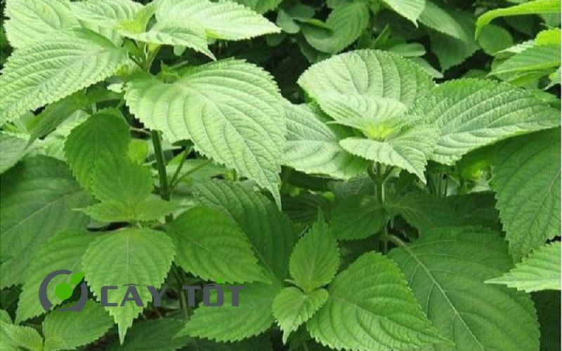 Hạt Giống Kinh Giới