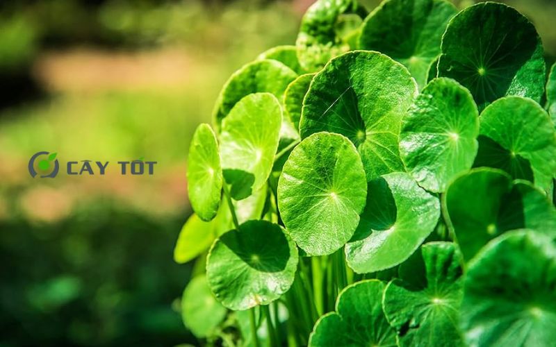 Hạt Giống Rau Má