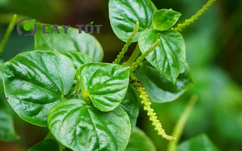 Hạt Giống Rau Càng Cua