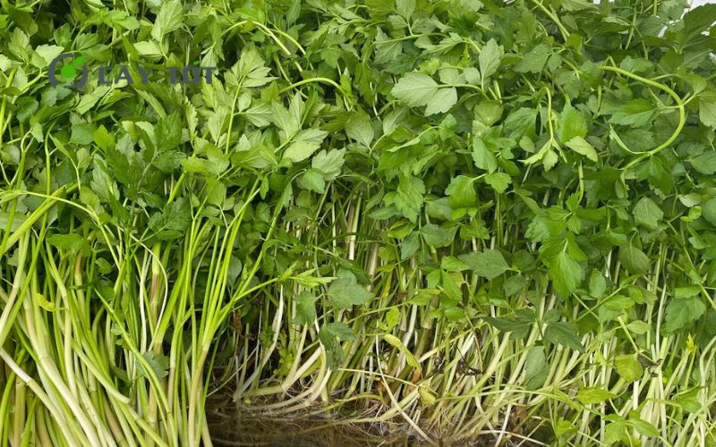 Hạt Giống Rau Cần Nước