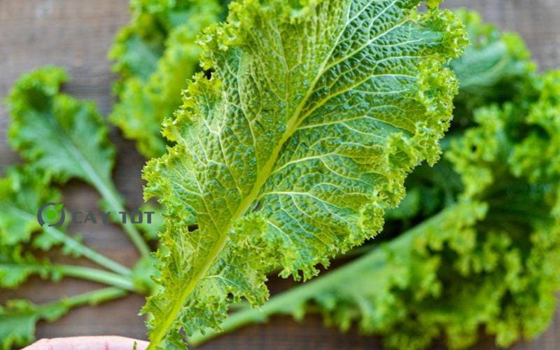 Hạt Giống Cải Xanh