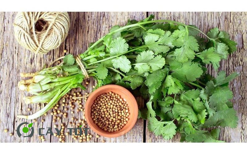 Hạt Giống Ngò Rí