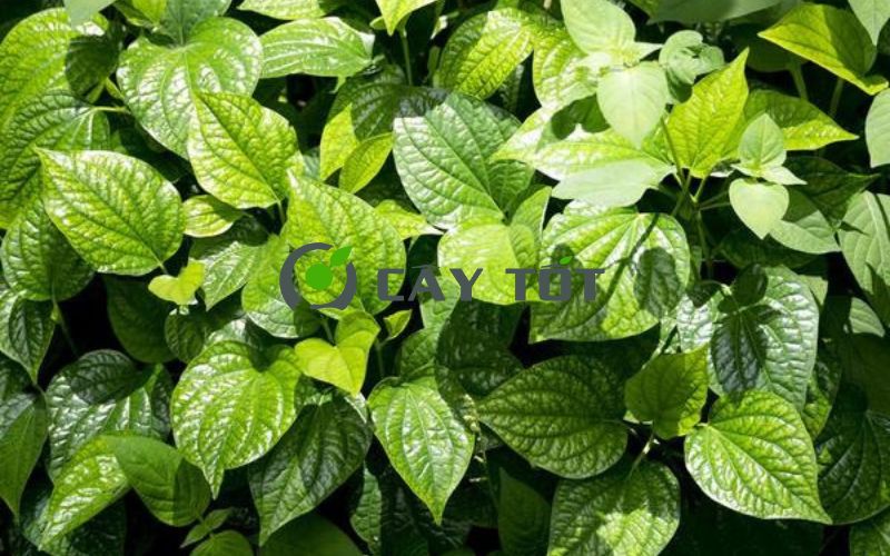 Hạt Giống Lá Lốt