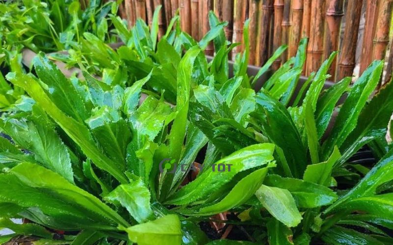 Hạt Giống Rau Mùi Tàu